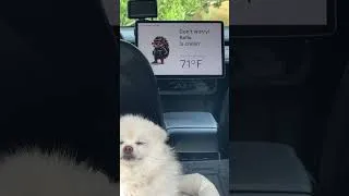 Thumbnail: Tesla new dog mode with reggae music #dogmode #funny #highdog