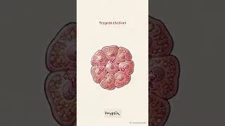 Thumbnail: Acute Pancreatitis - Epigastric Pain- Acute Abdomen - AI Simulated Case Discussion