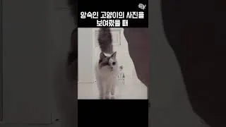 Thumbnail: 앙숙 고양이들 사진으로 만나게 했더니 반응이... 😱