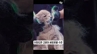 Thumbnail: 고양이 세포 분열중😺😺🦠
