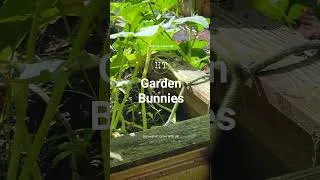 Thumbnail: Garden Bunnies