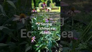 Thumbnail: Saving Echinacea Seeds #gardening #herbalmedicine #flowers #seeds