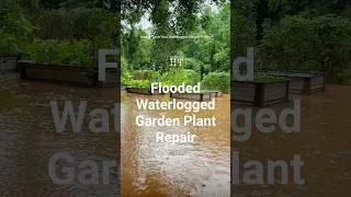 Thumbnail: How to Save Waterlogged or Flooded Garden Plants