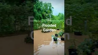 Thumbnail: “Flooded Garden” Why Raised Beds are So Important!