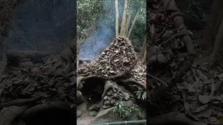 Thumbnail: Cooking by the Fire Inside My Hidden Forest Shelter 🔥🌲 #shortsfeed