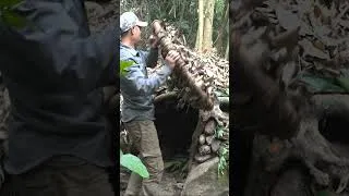 Thumbnail: I Built a Hidden Shelter Under a Tree 🌲🔥 #shorts