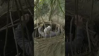 Thumbnail: Living Alone Building a Hidden Bird Nest Shelter in the Forest 🌿