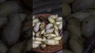Thumbnail: Tree House Shelter in Heavy Rain – Wild Food in the Forest #bushcraft #treehouse