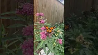 Thumbnail: i let a monarch butterfly go (please watch!)