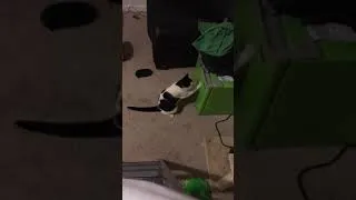 Thumbnail: Malfunctioning Cat