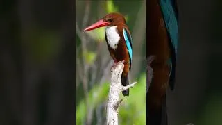 Thumbnail: Nature Sound Relaxation-Soothing Forest Birds Singing-Relaxing Sleep-Bird Chirping Sound #birds