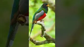 Thumbnail: Relaxing Bird Sounds 4K ~ Birds Singing Heal Stress, Anxiety And Depression, Heal The Mind