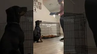 Thumbnail: Cesar Millan would be proud. 🐾🐶