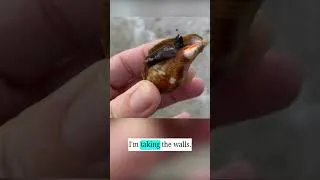 Thumbnail: Let live snails keep their shells!  #beach #ethicalshelling