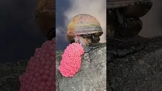 Thumbnail: I am the Apple Snail Egg Destroyer!