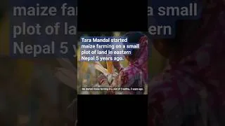Thumbnail: Machinery makes maize farming easier for Nepalese farmer #maizefarming #short #maize