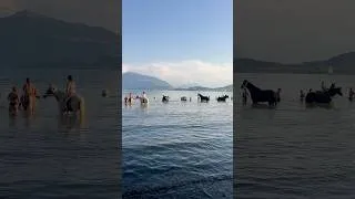 Thumbnail: Horses Swimming in a Swiss Lake 🐴💦 | Relaxing Summer ASMR in Switzerland 🇨🇭 #zug #horse