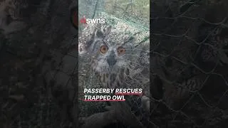 Thumbnail: Passerby rescues owl trapped in a fishing net | SWNS