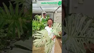 Thumbnail: Teaching Mama my signature Plant Shake :)