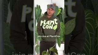 Thumbnail: I'll be at PlantCon Seattle on 15th & 16th August 2026. Head to plantcon.org & use code Jan5 :)
