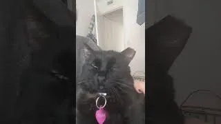 Thumbnail: purring kitty ❤️ #shorts #short #asmr #cat #purring #satisfying #sleepaid