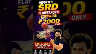 Thumbnail: 🔥 Imported SRD Flowerhorn Sale | Buy Any Fish Only 2000 Flat Rate | Limited Stock!