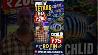 Thumbnail: Cheapest Aquarium Fish in Bangalore! 🐠 Cichlids & Widow Tetras Offer!50 Widow Tetras for just 200?😱