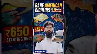Thumbnail: Most Beautiful & Rare American Cichlids Collection in India 9.9 , Vieja ,Geophagus, guinacara, texas