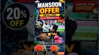 Thumbnail: WOW Aquatics Biggest Monsoon Aquarium Fish Sale | Arowana, Stingrays, Flowerhorns & More!