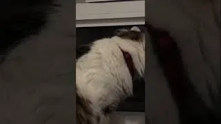 Thumbnail: Violin Cat
