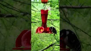 Thumbnail: Downy Woodpecker at hummingbird feeder