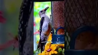 Thumbnail: The infamous "red belly" of the Red-Bellied Woodpecker