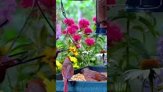 Thumbnail: Momma Northern Cardinal feeding her baby
