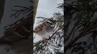 Thumbnail: Junco gets photobombed #winterbirds #birdfeeder #birds