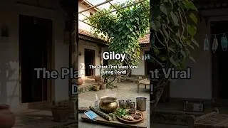 Thumbnail: The Plant That Went Viral During COVID! #giloy #ayurvedalifestyle