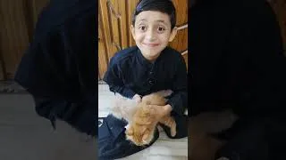 Thumbnail: cats#viral #trending#youtube shorts #viralvideo #funny#short video#kitten #kitten videos#comedy