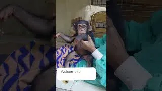 Thumbnail: New rescue: Kakua