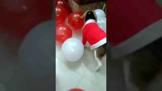 Thumbnail: Taffy the cute dogs video #shorts #youtubeshorts #viral #trending #viralshorts #dogs #puppies #xmas