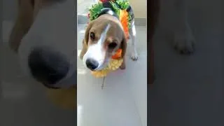 Thumbnail: Cute beagle puppy taffy #shorts #youtubeshorts #viral #viralshorts #trending #dogs #puppies #funny