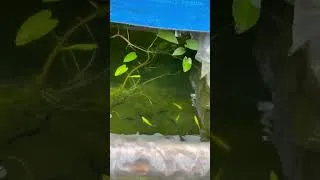 Thumbnail: life food feeding in my fish 🐠 #aquarium #fish #shorts