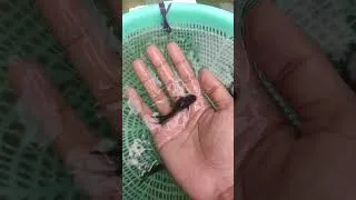 Thumbnail: montel Black mollyfish sale ❤️✨ #aquarium #mollyfish