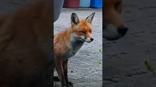 Thumbnail: Stan The Man 🦊