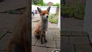 Thumbnail: Tahlulah Is Missing (full update in pinned comment)