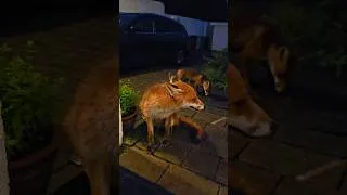 Thumbnail: Wild Fox Resource Guarding Me #YouTubeChamps
