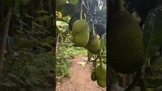 Thumbnail: Chill farm #animals #happy #lovestory #cuteanimals #love