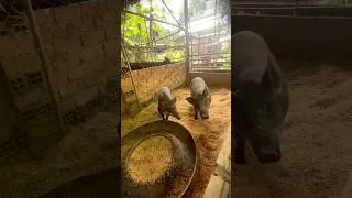 Thumbnail: New day farm #lovestory #animals #farm #happy
