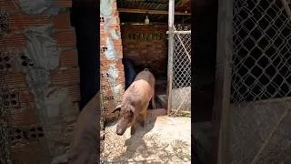 Thumbnail: Daily job taking care of the farm #animals #happy #lovestory #chill
