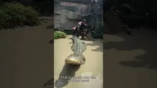 Thumbnail: Why Farm Raised Crocodiles Are NEVER Tame 🐊 #shorts
