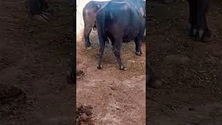 Thumbnail: Amazing Farm Animals | A Day at Talha Animal Farm 🐐🐄 #animal #animals #animalworld #shortvideo