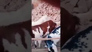 Thumbnail: Beautiful Farm Animals | Daily Farm Vlog in Pakistan . #animal #goat #vlog #youtubevloggers